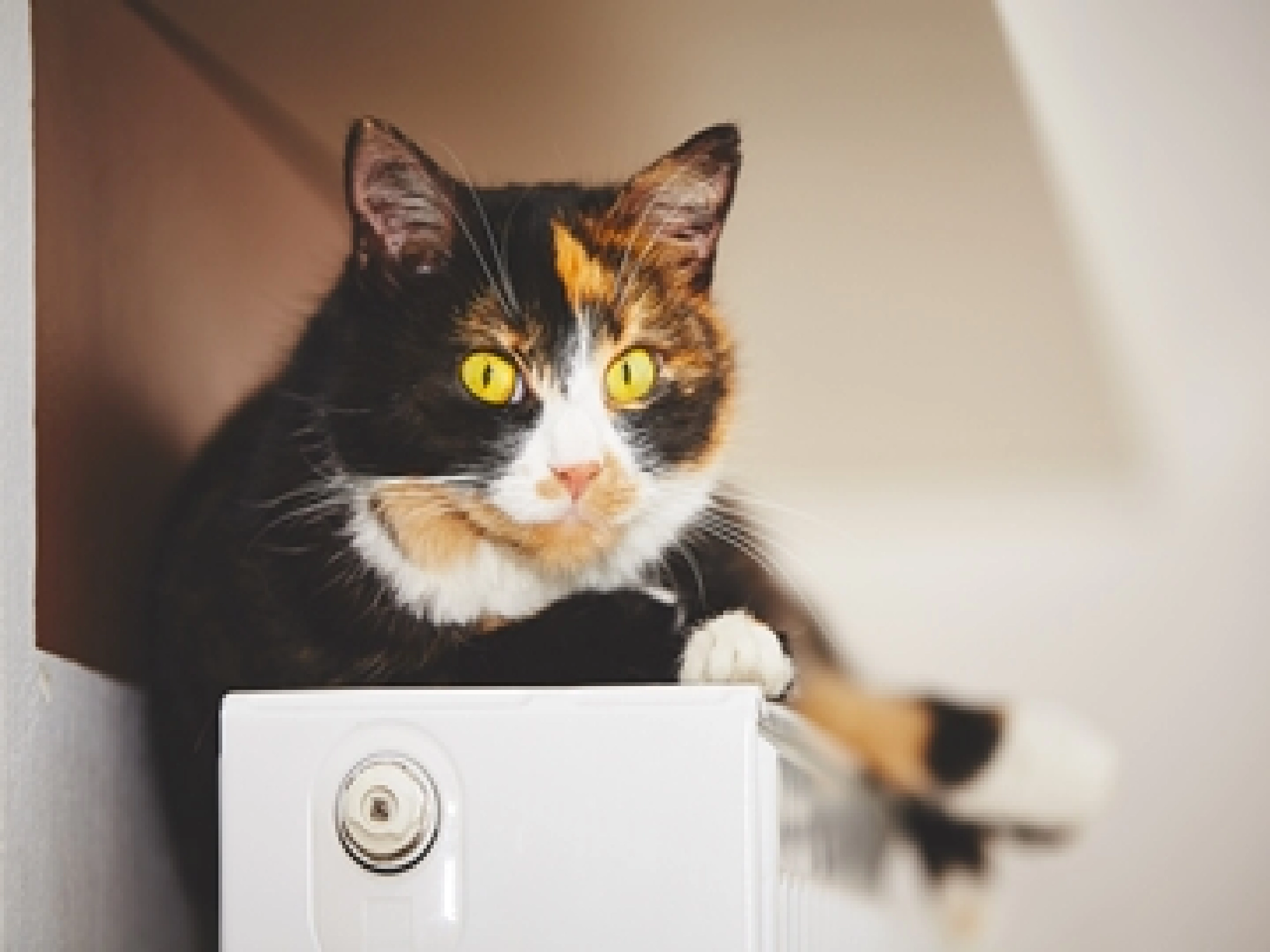 stanley our MHS cat